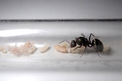 アリの試験管飼育
