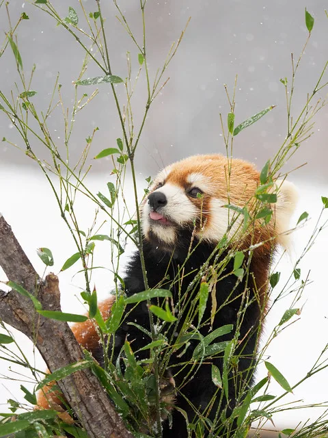 かわいいは正義 円山動物園で雪中のレッサーパンダを撮影 Madの写真帖