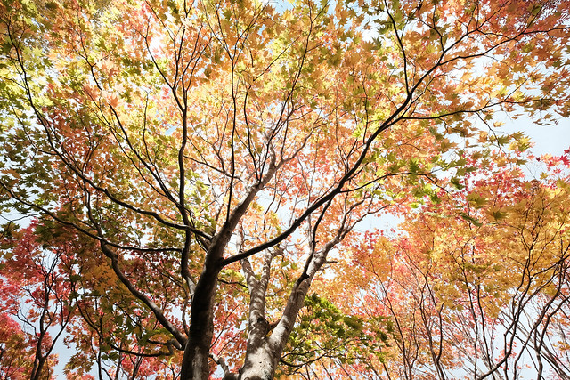 野幌森林公園の紅葉